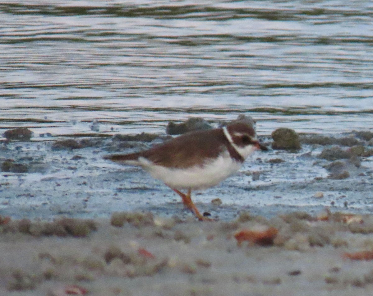 Semipalmated Plover - ML620103403