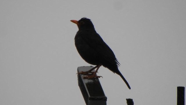 Indian Blackbird - ML620103415