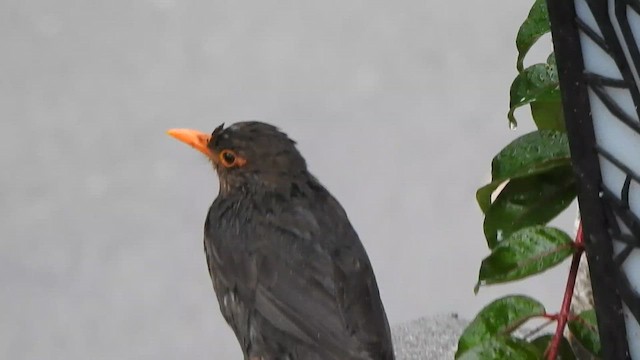 Indian Blackbird - ML620103419