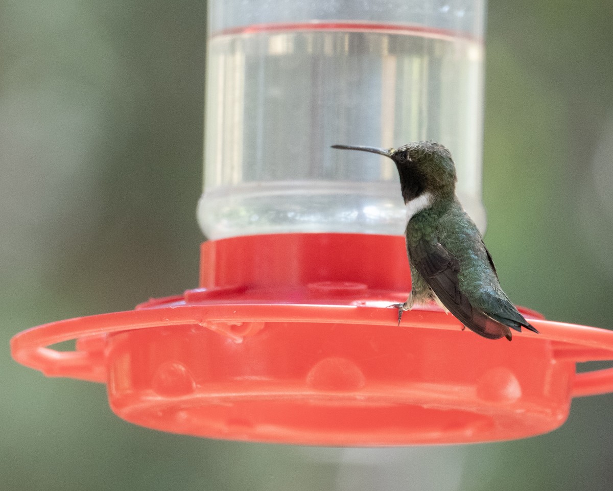 Black-chinned Hummingbird - ML620103436