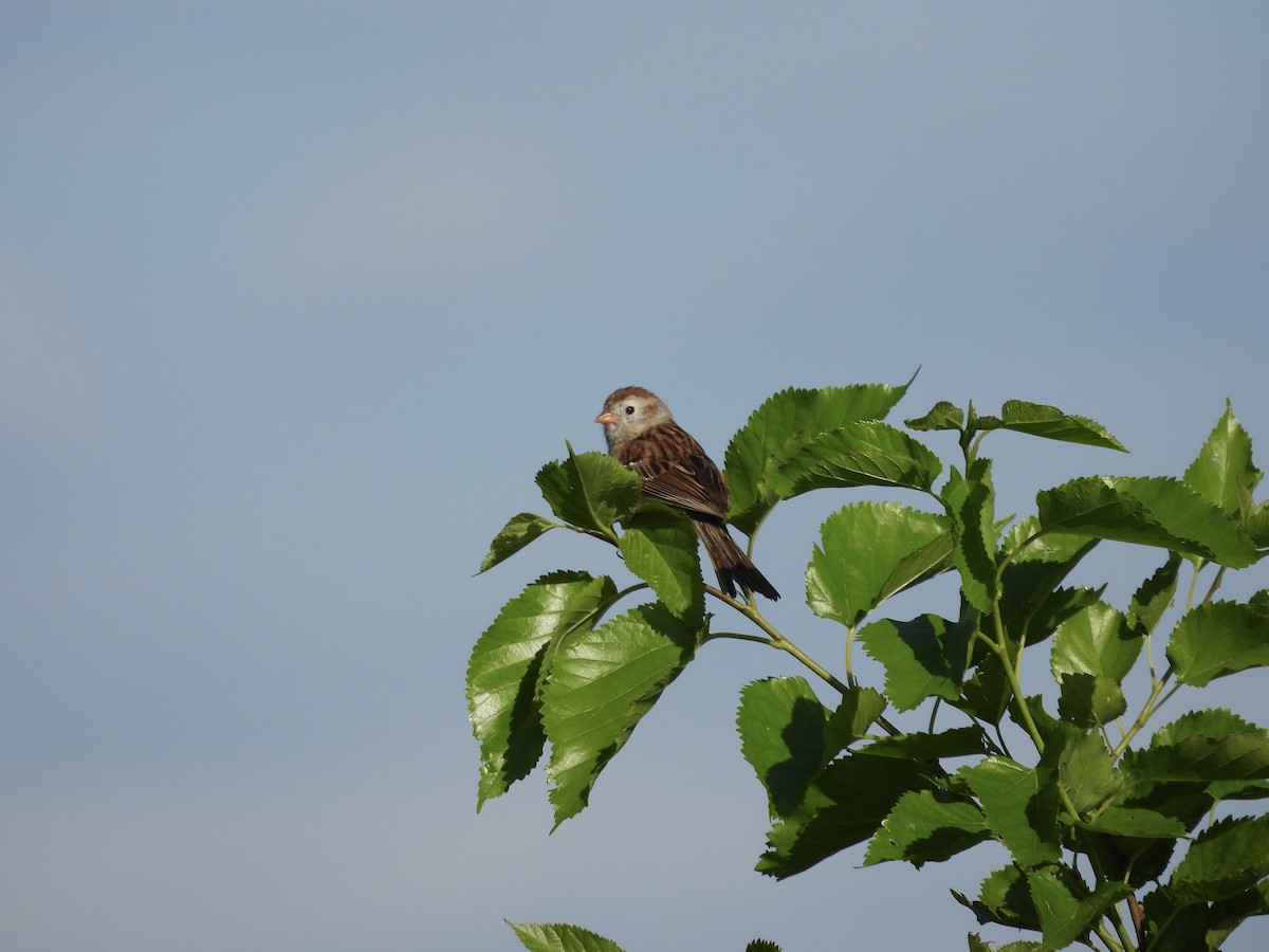 Field Sparrow - ML620103444