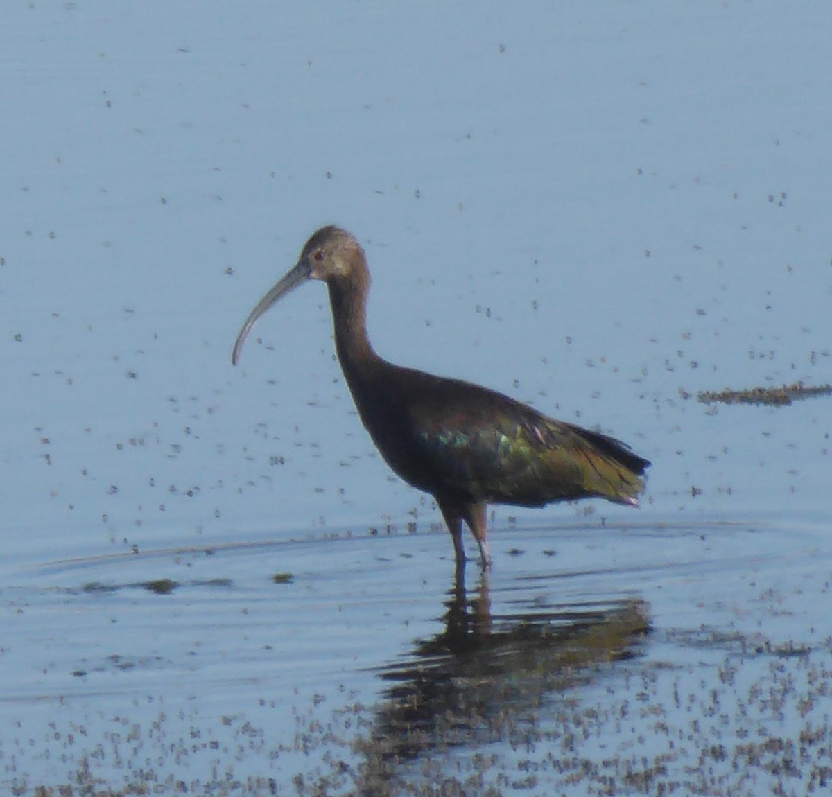 ibis americký - ML620103445