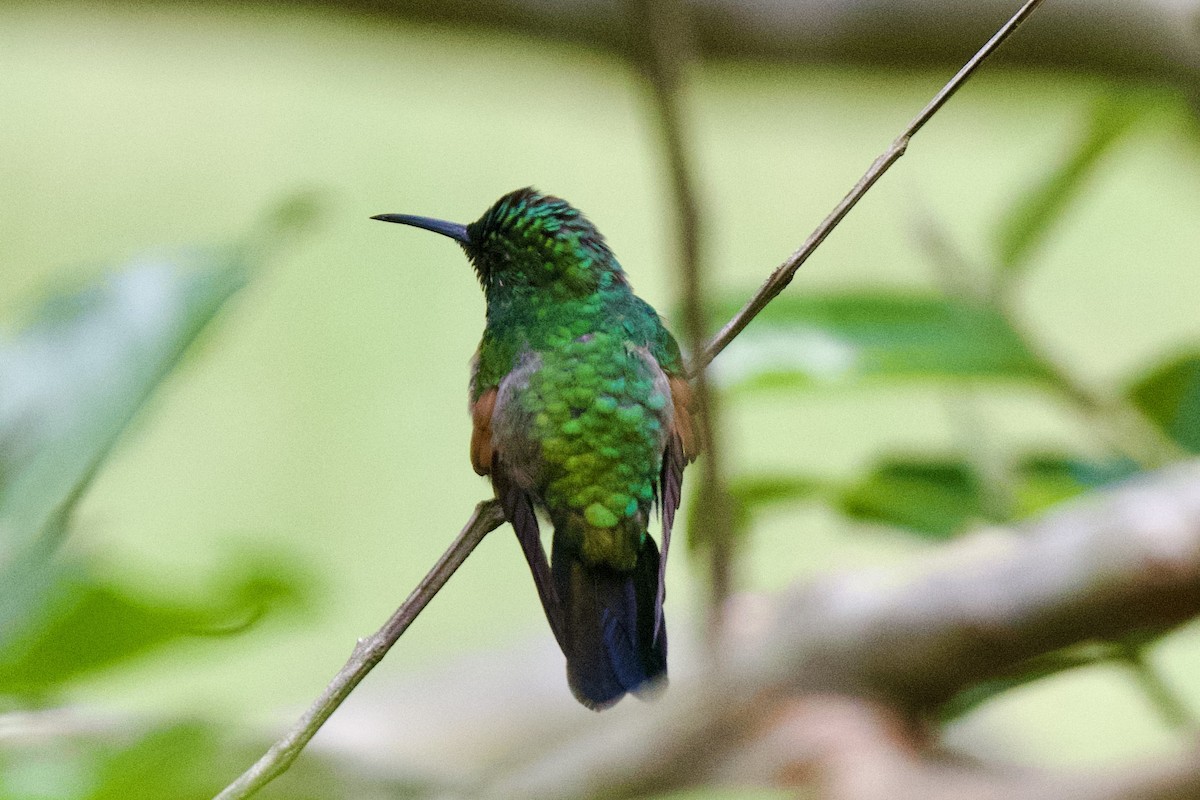 kolibřík páskoocasý - ML620103459