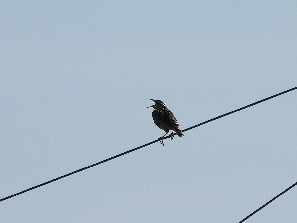 Eastern Meadowlark - ML620103462