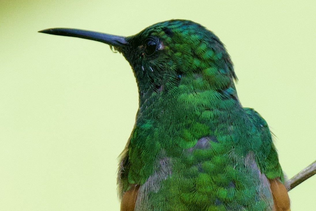 kolibřík páskoocasý - ML620103463