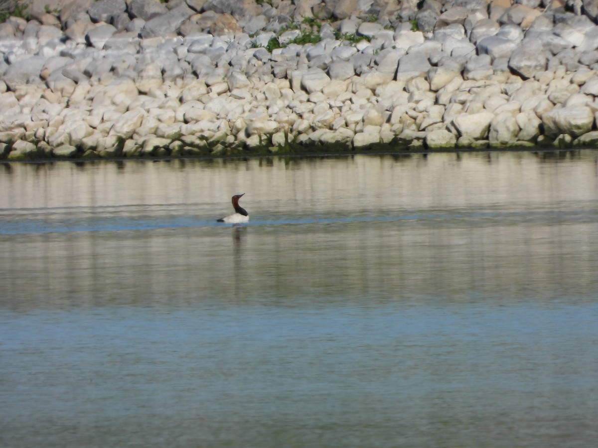 Canvasback - ML620103473