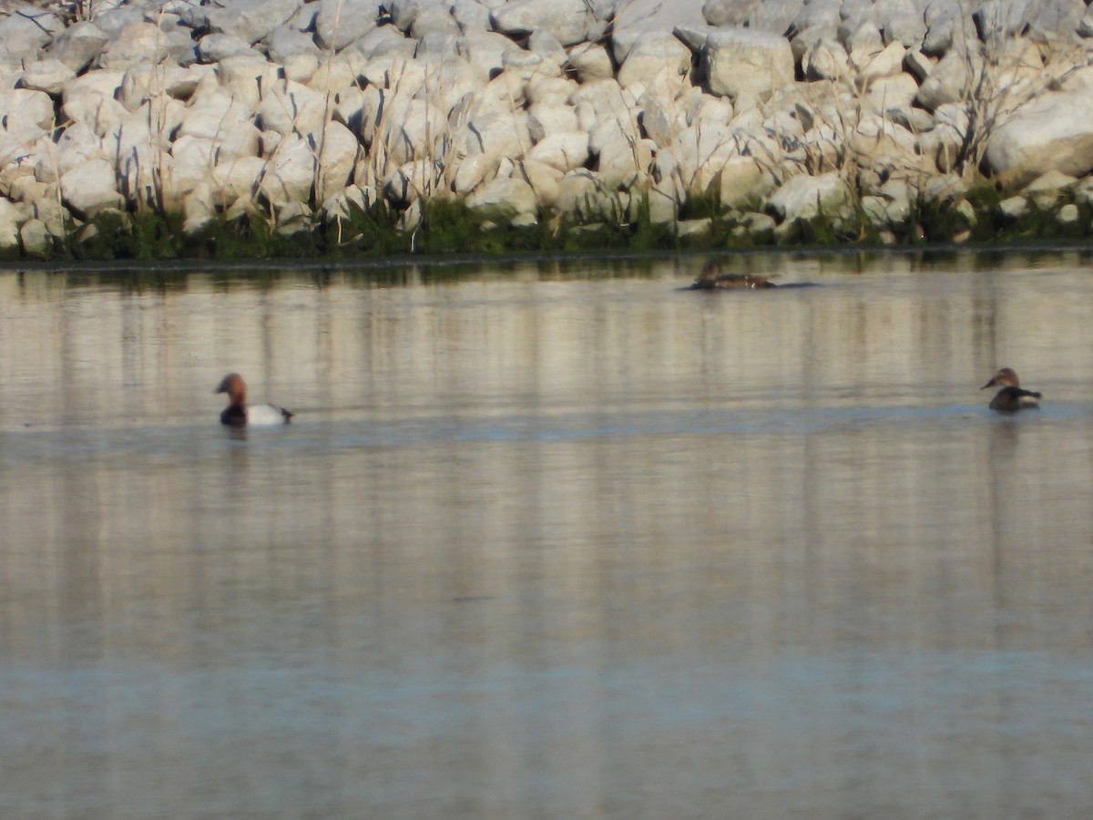 Canvasback - ML620103474