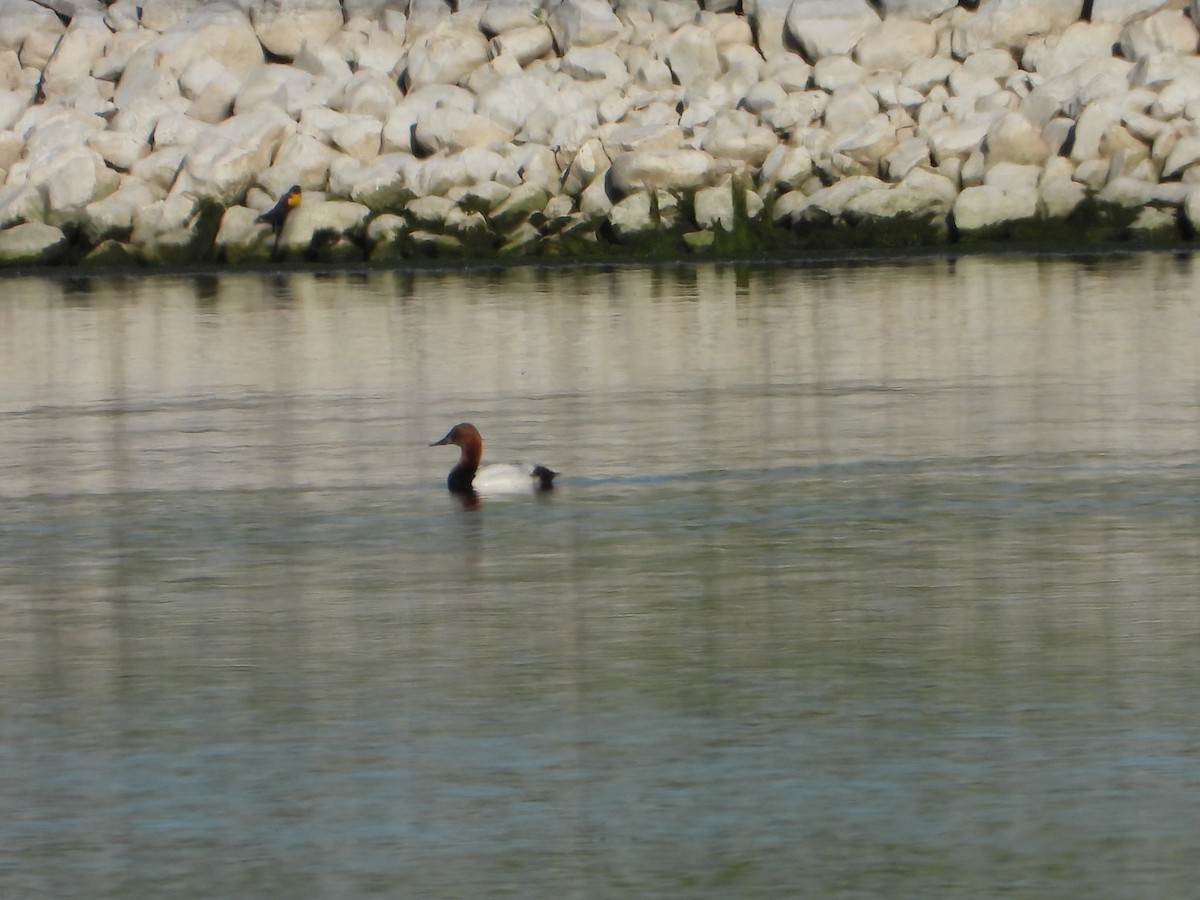 Canvasback - ML620103475