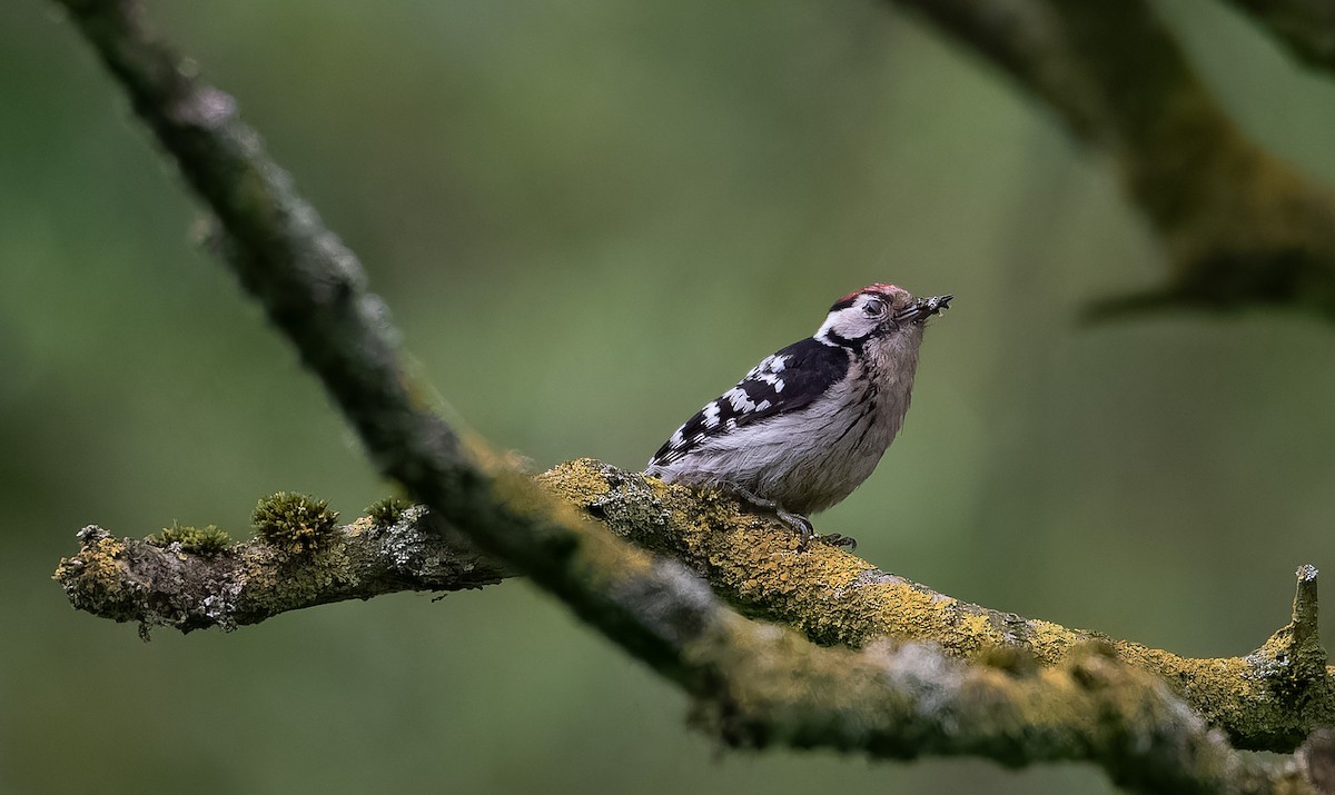 Lesser Spotted Woodpecker - ML620103477