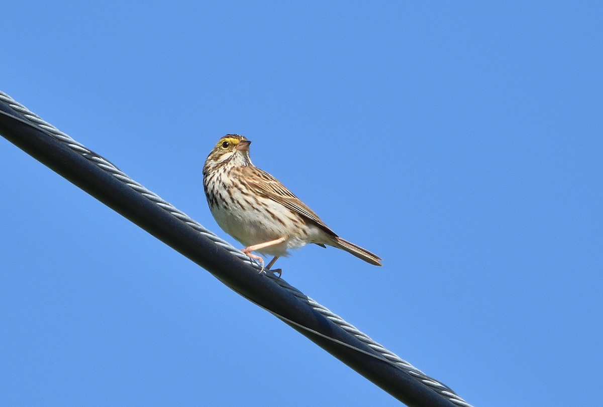 Savannah Sparrow - ML620103482