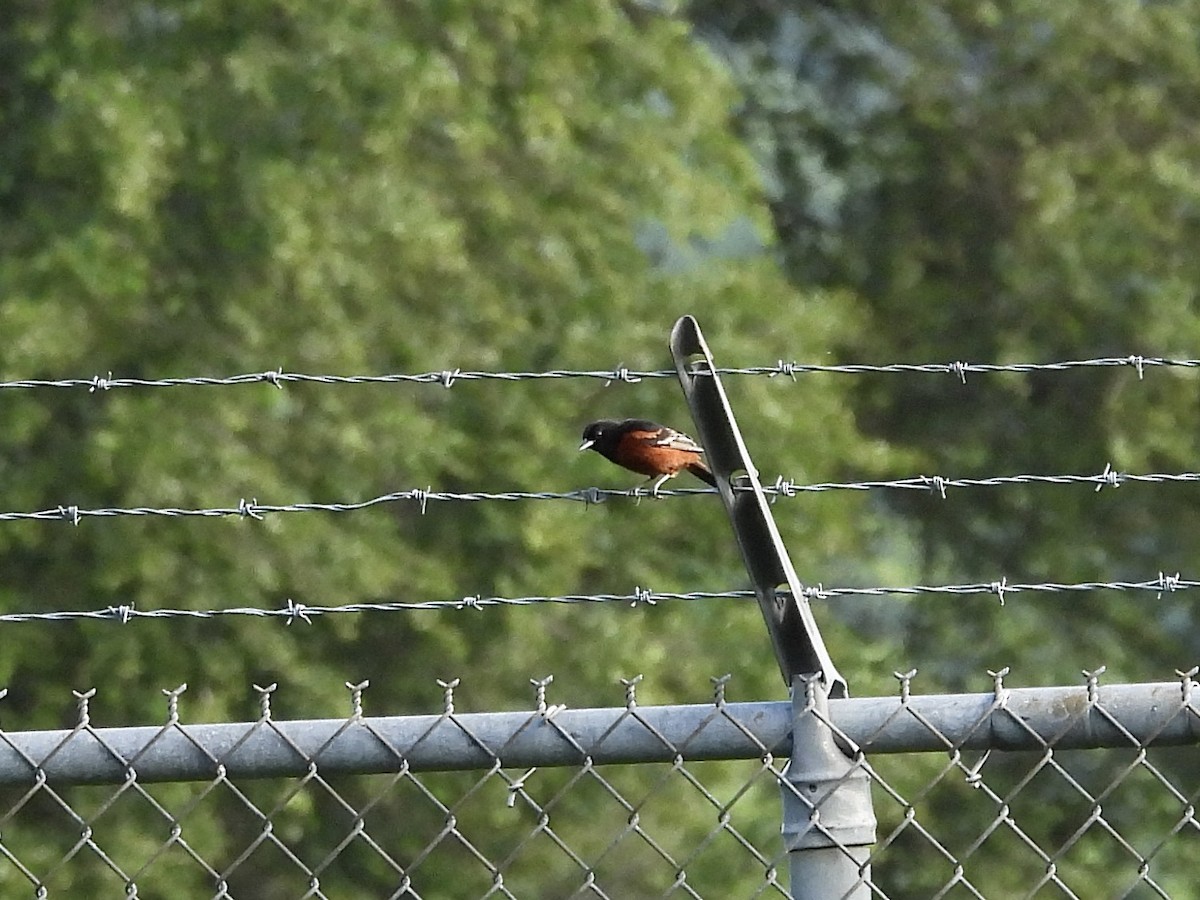 Orchard Oriole - ML620103488