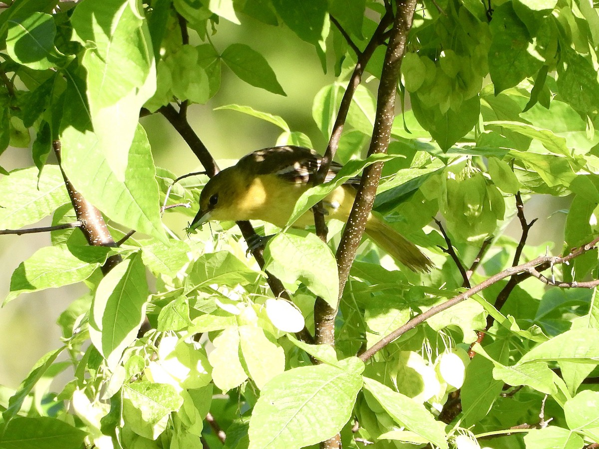 Orchard Oriole - ML620103490