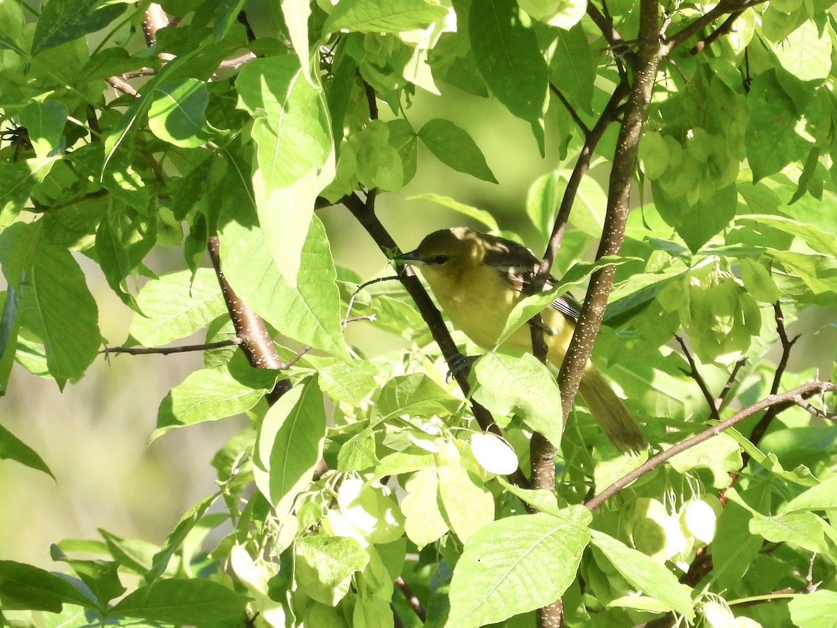 Orchard Oriole - ML620103491