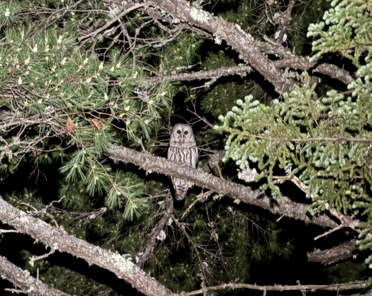 Barred Owl - ML620103496