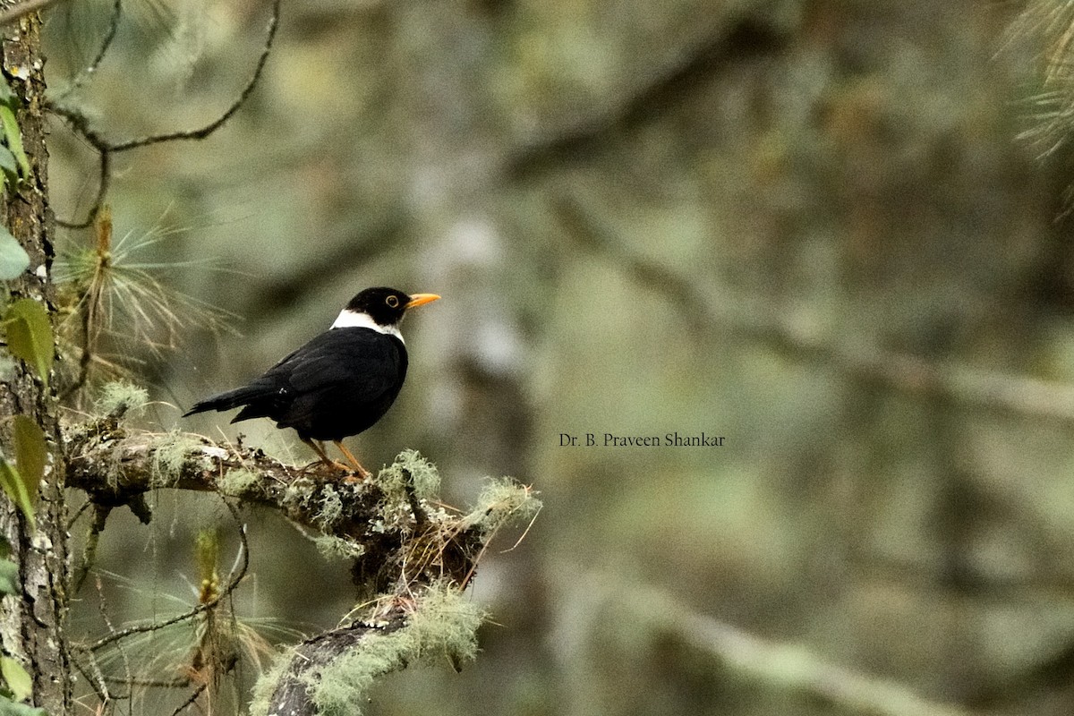 White-collared Blackbird - ML620103504