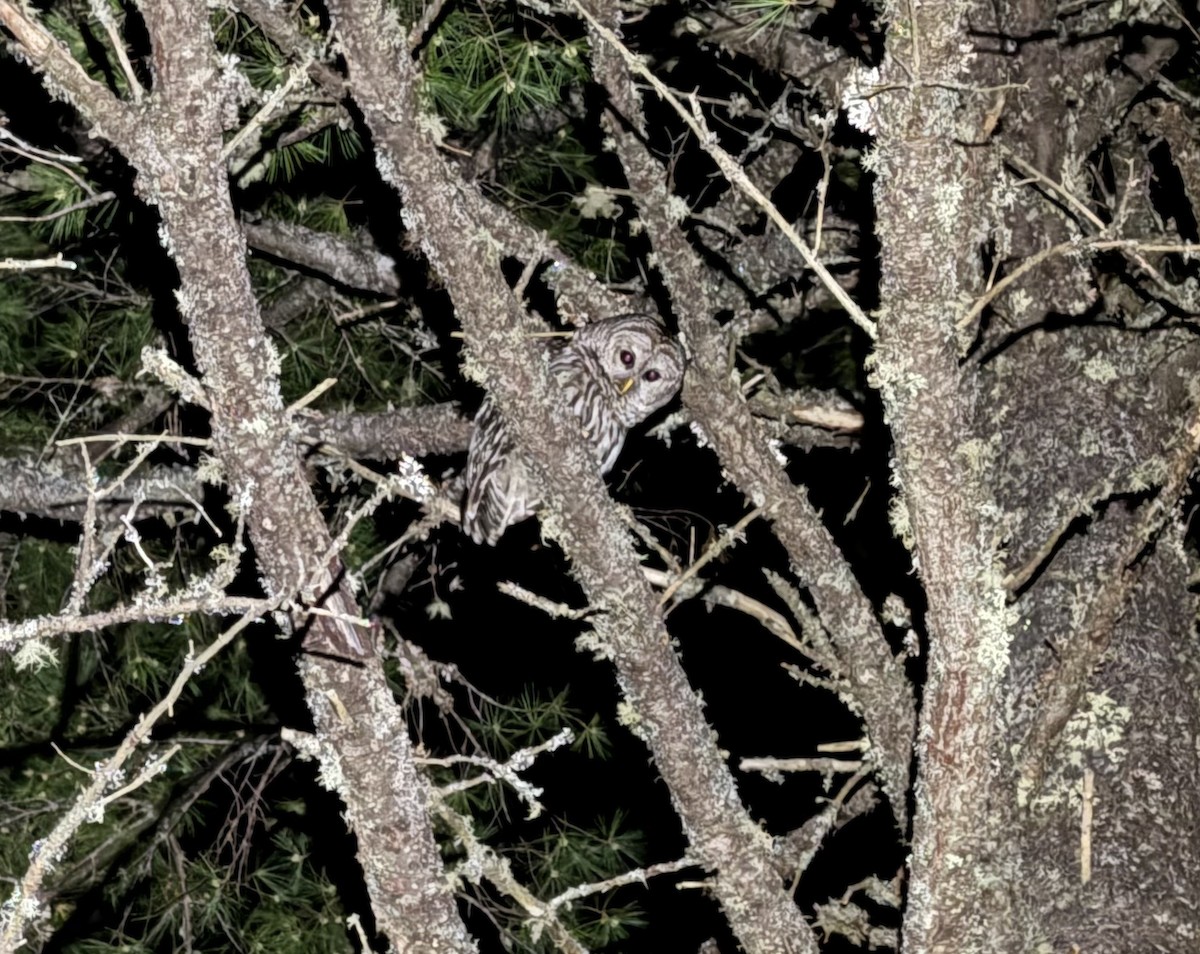 Barred Owl - ML620103506