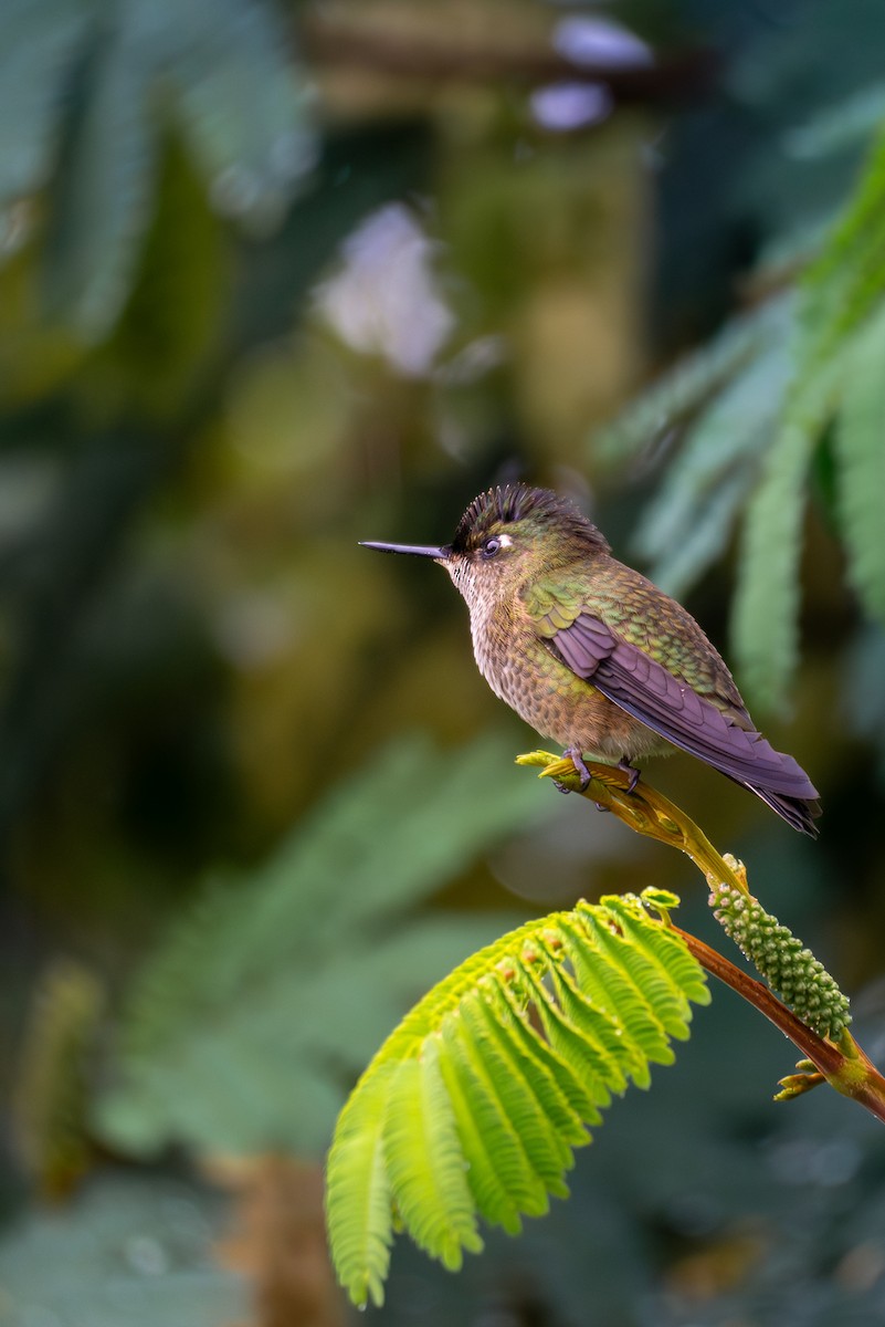 kolibřík chilský - ML620103512