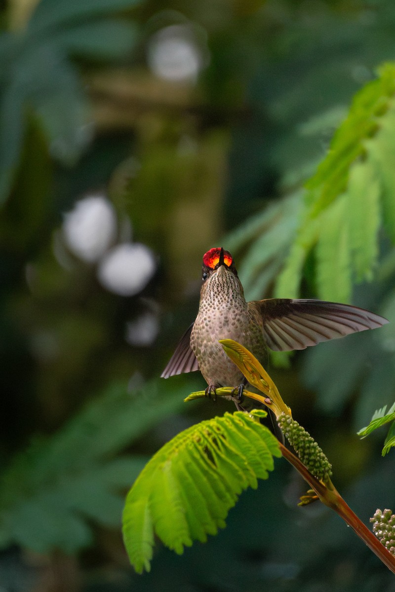 kolibřík chilský - ML620103514
