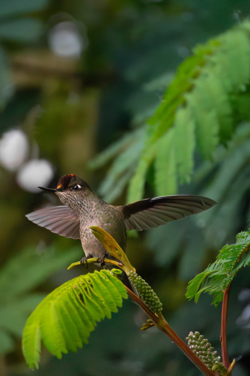 kolibřík chilský - ML620103515
