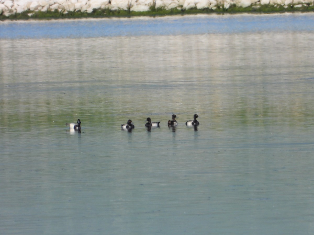 Lesser Scaup - ML620103524