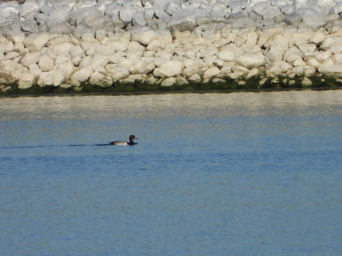 Lesser Scaup - ML620103525