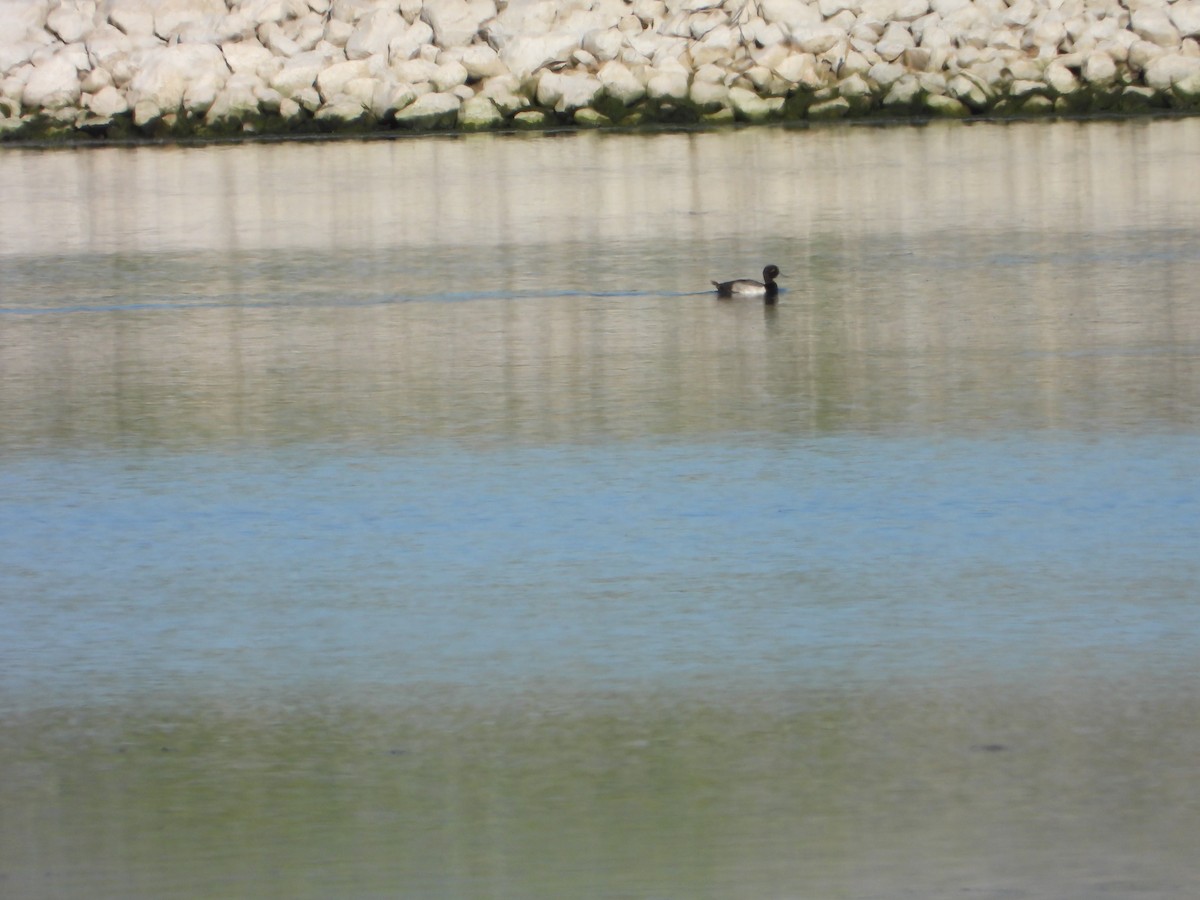 Lesser Scaup - ML620103527