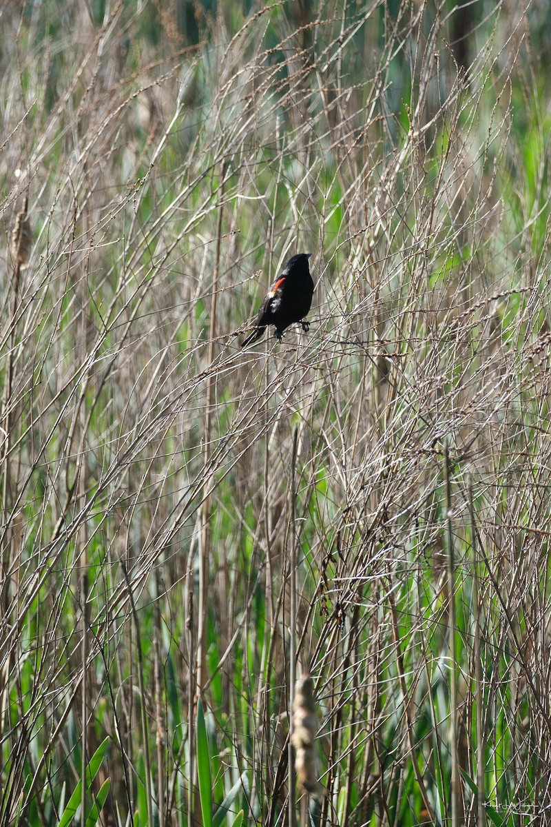 Red-winged Blackbird - ML620103528