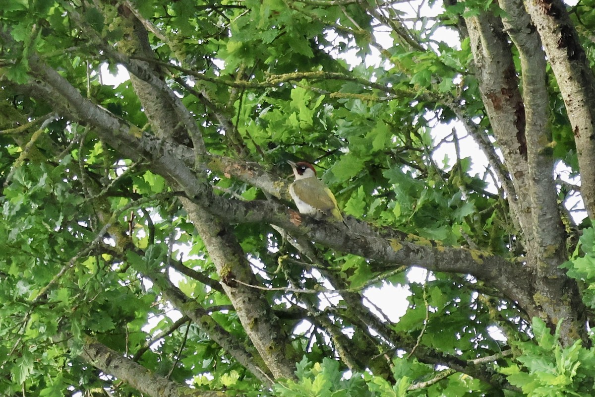 Eurasian Green Woodpecker - ML620103533