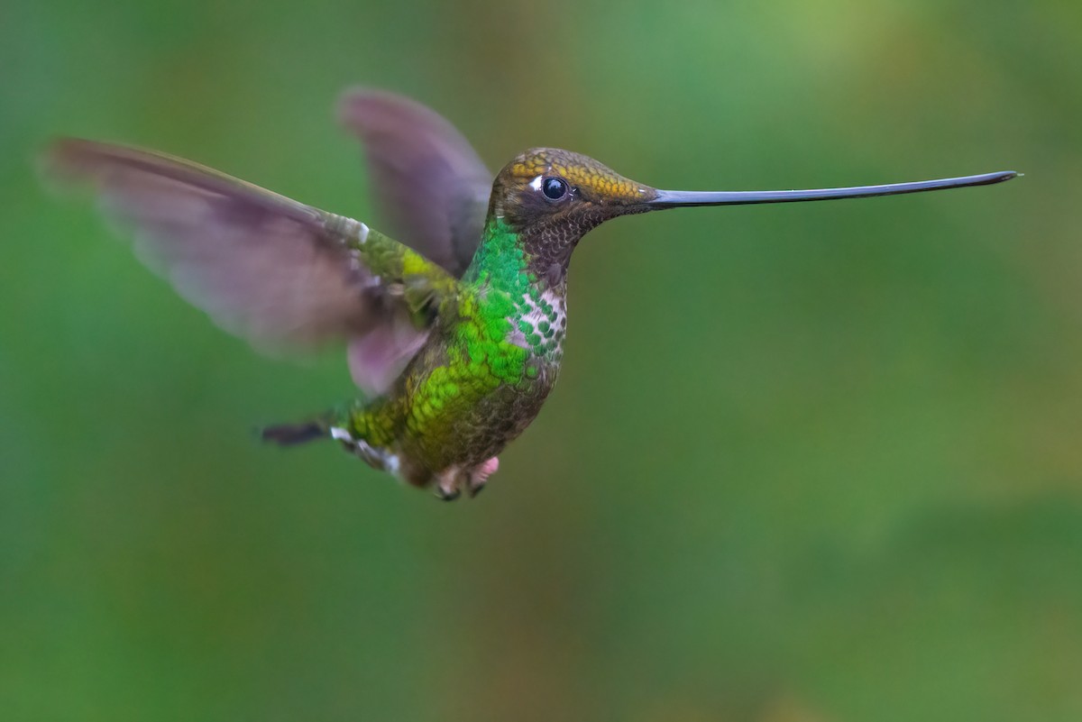 Sword-billed Hummingbird - ML620103543