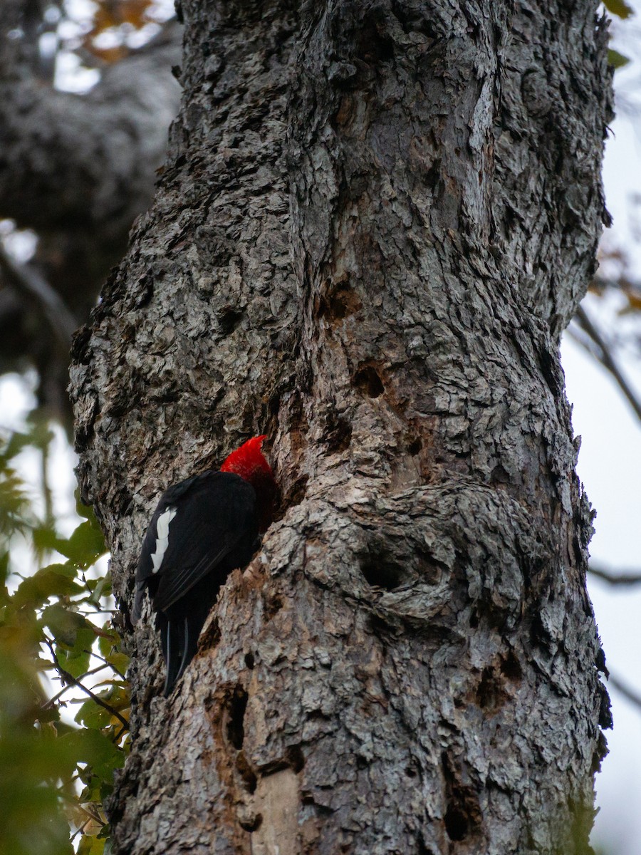 Magellanic Woodpecker - ML620103549