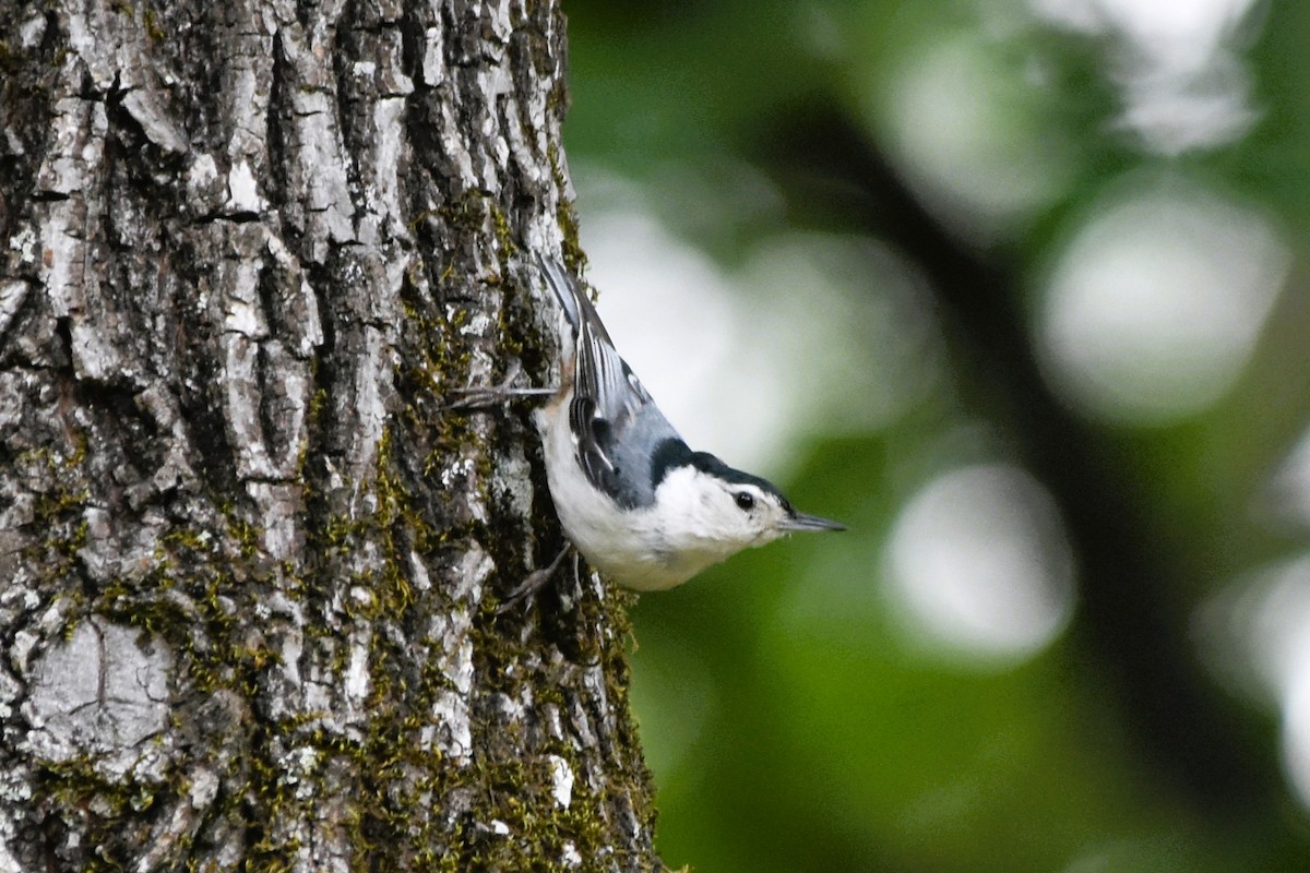 White-breasted Nuthatch - ML620103550