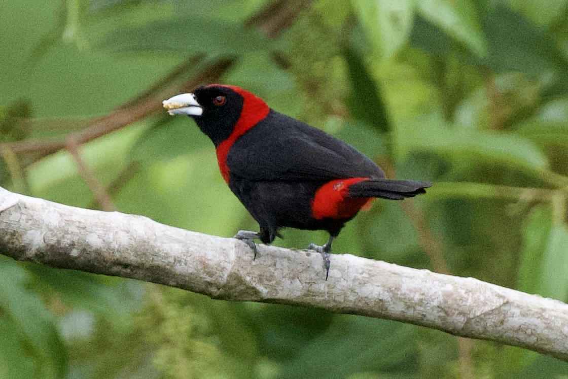 Crimson-collared Tanager - ML620103567