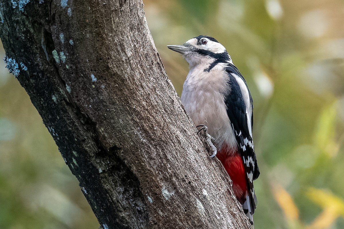 Great Spotted Woodpecker - ML620103578