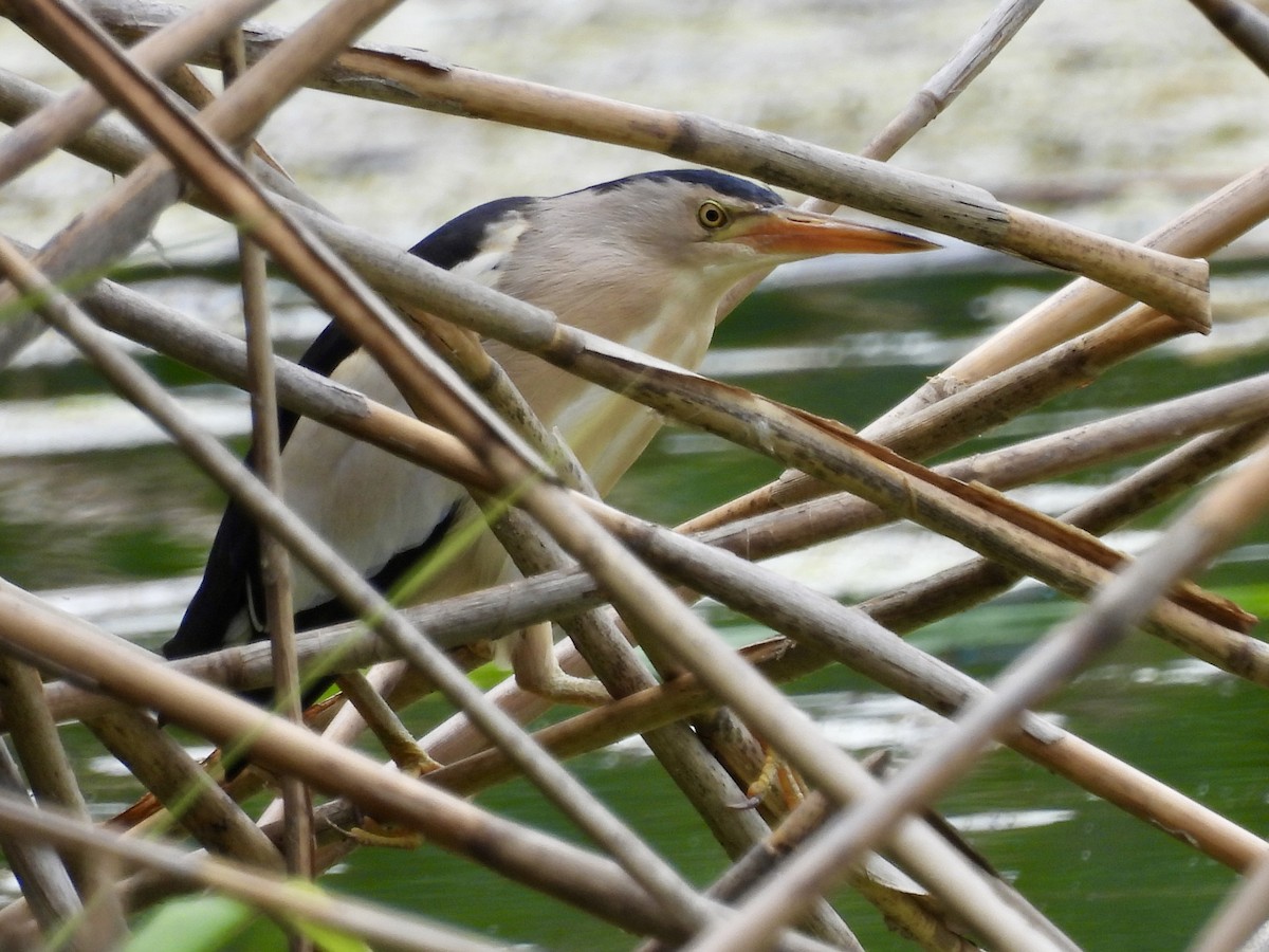 Little Bittern - ML620103579