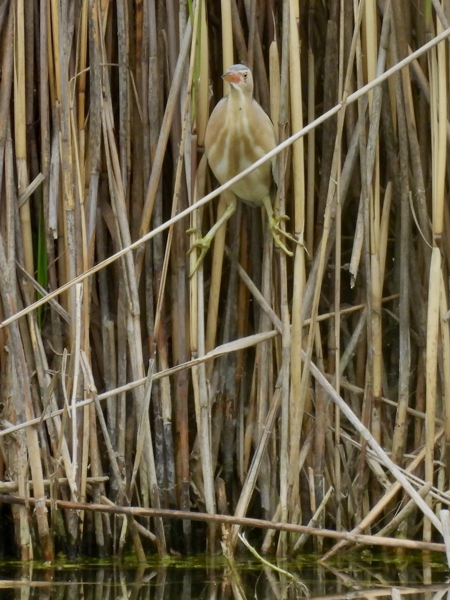 Little Bittern - ML620103580