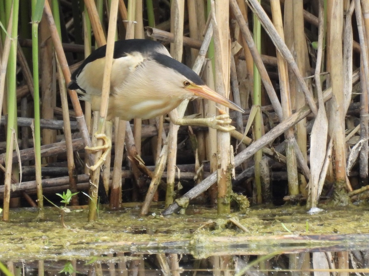 Little Bittern - ML620103581