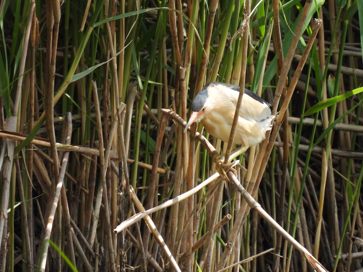 Little Bittern - ML620103582