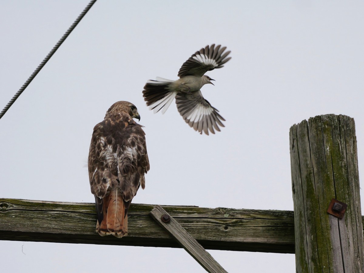Red-tailed Hawk - ML620103585