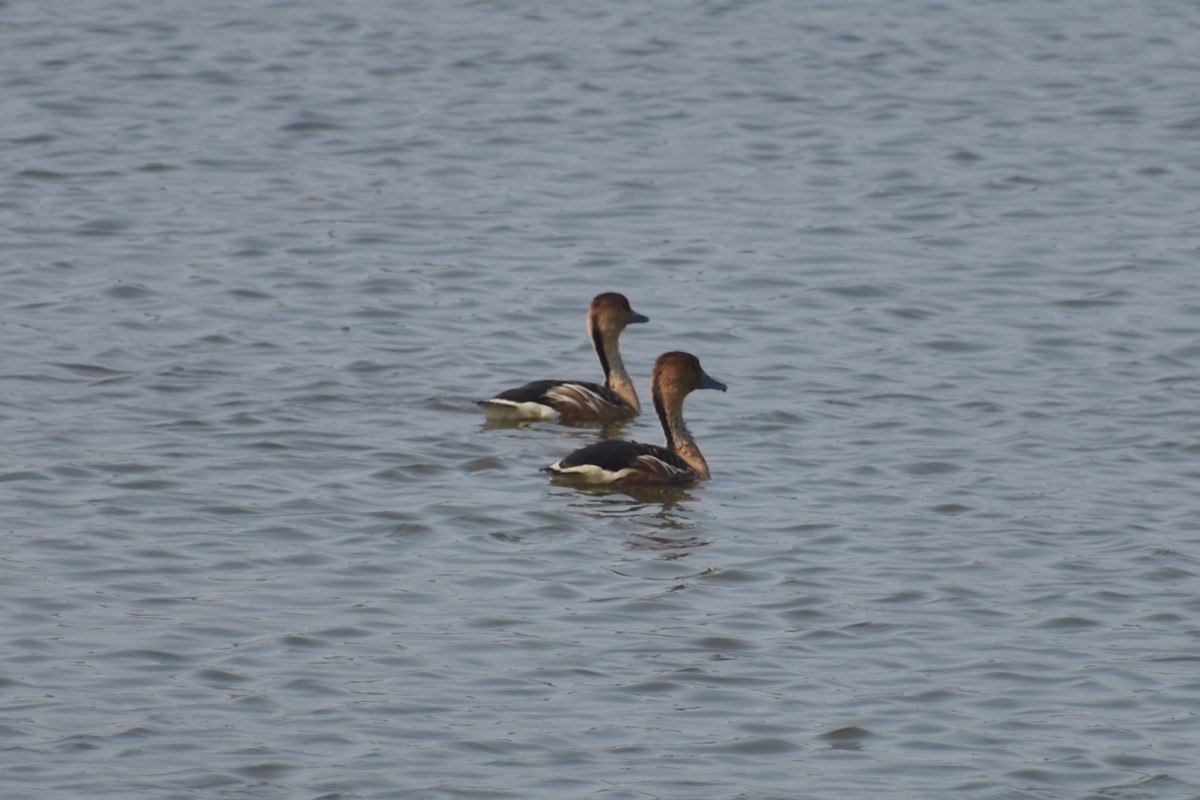 Fulvous Whistling-Duck - ML620103604