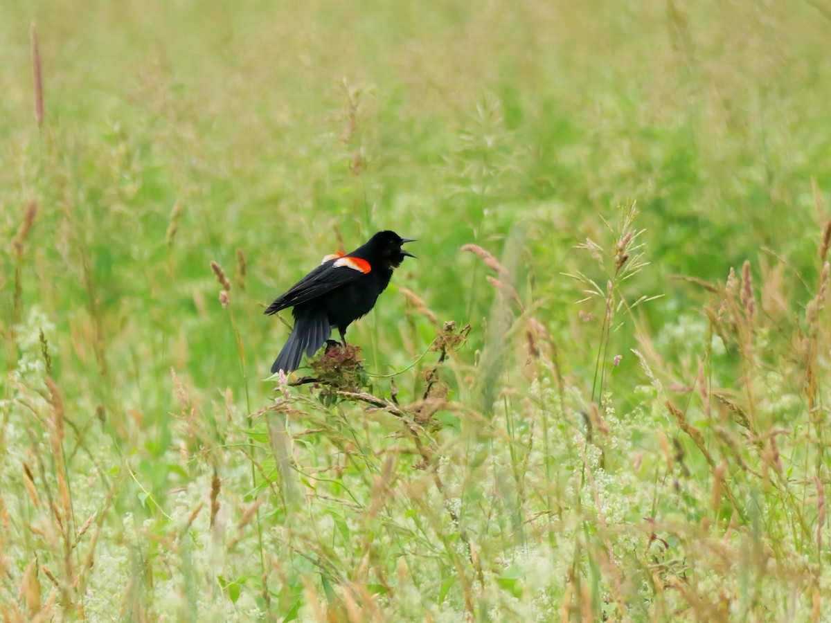Red-winged Blackbird - ML620103605