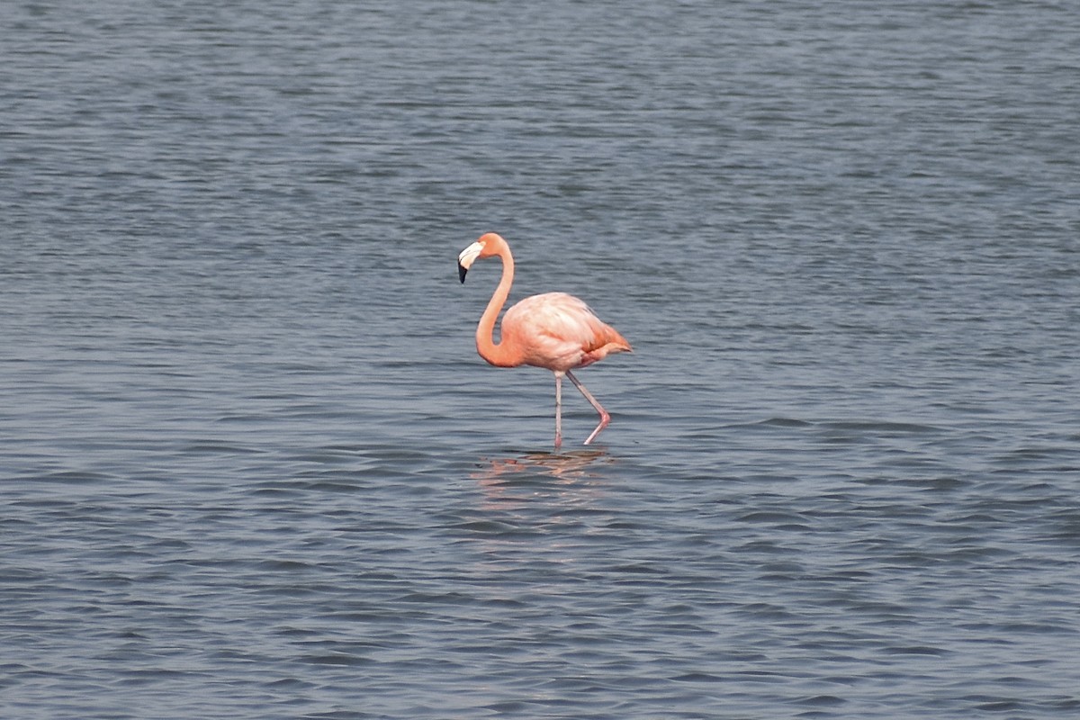 American Flamingo - ML620103609