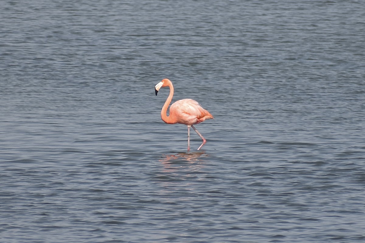 Flamant des Caraïbes - ML620103609