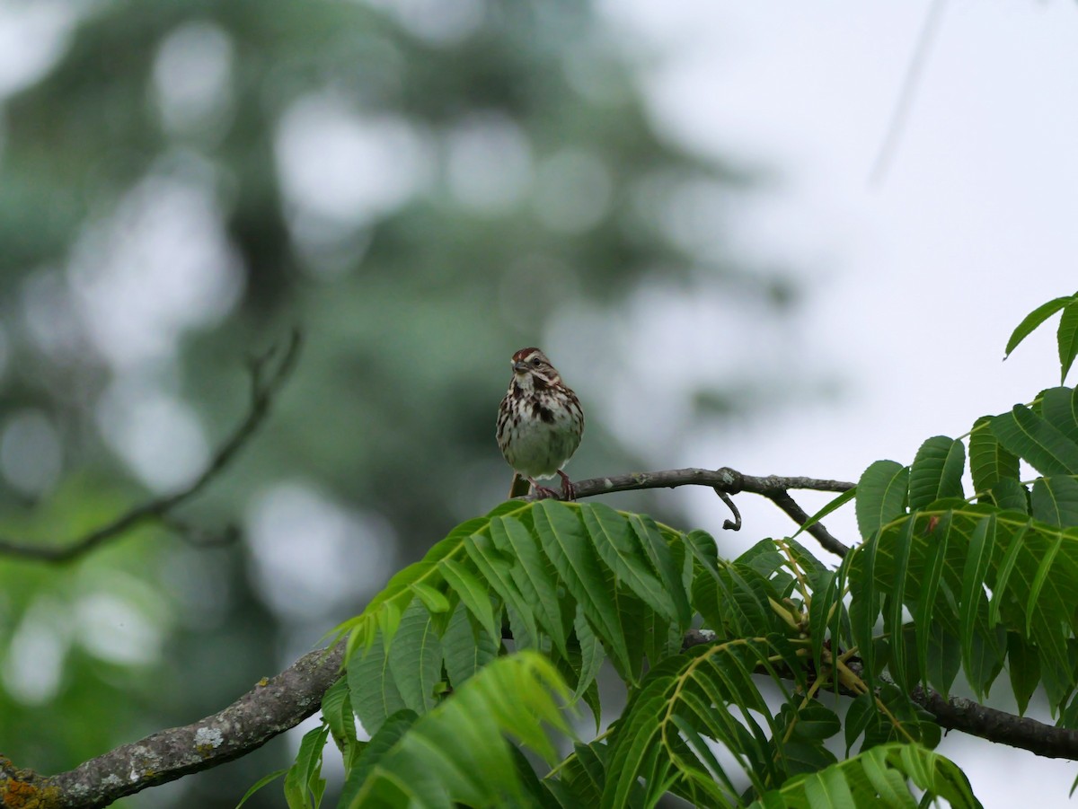 Song Sparrow - Pat and Tony Nastase