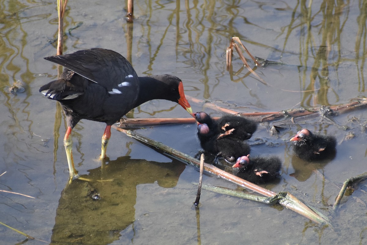 Gallinule d'Amérique - ML620103617