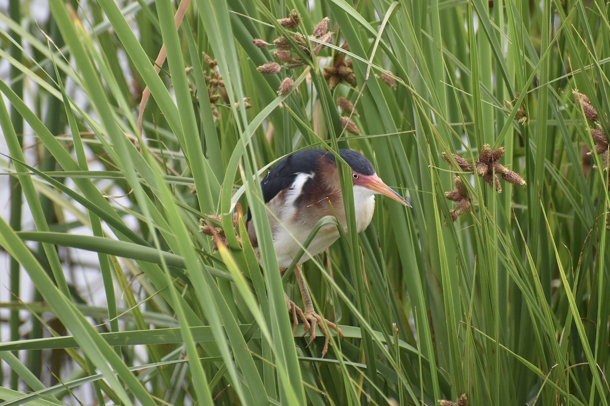 Least Bittern - ML620103623