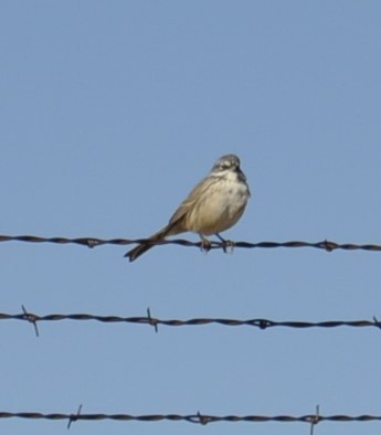 Sagebrush Sparrow - ML620103624