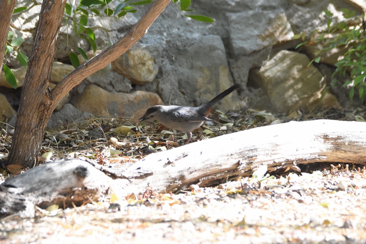 Gray Catbird - ML620103634