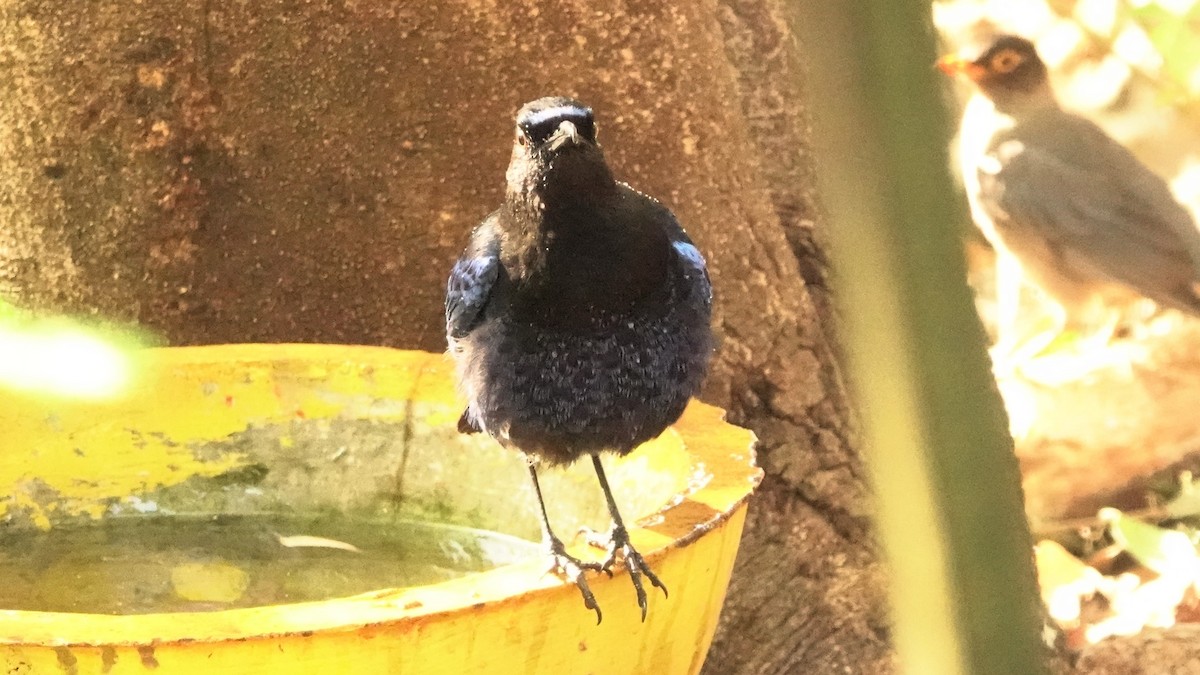 Малабарская синяя птица - ML620103641