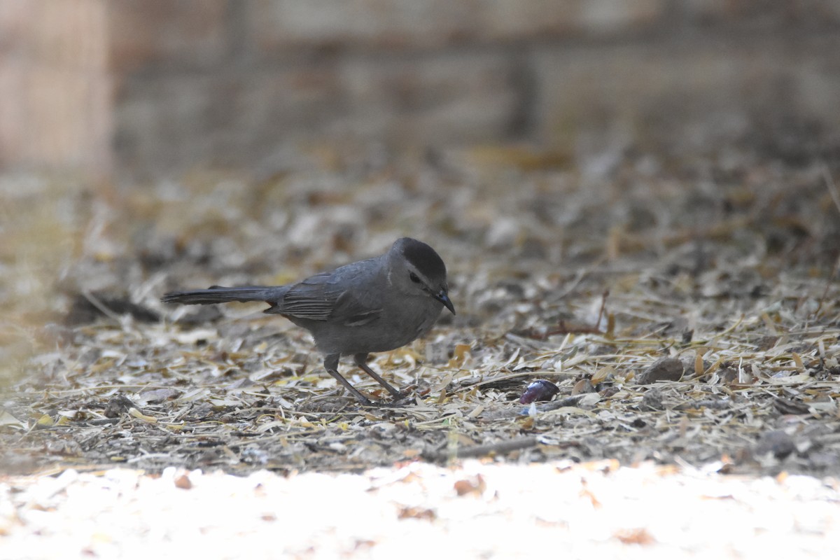 Gray Catbird - ML620103646