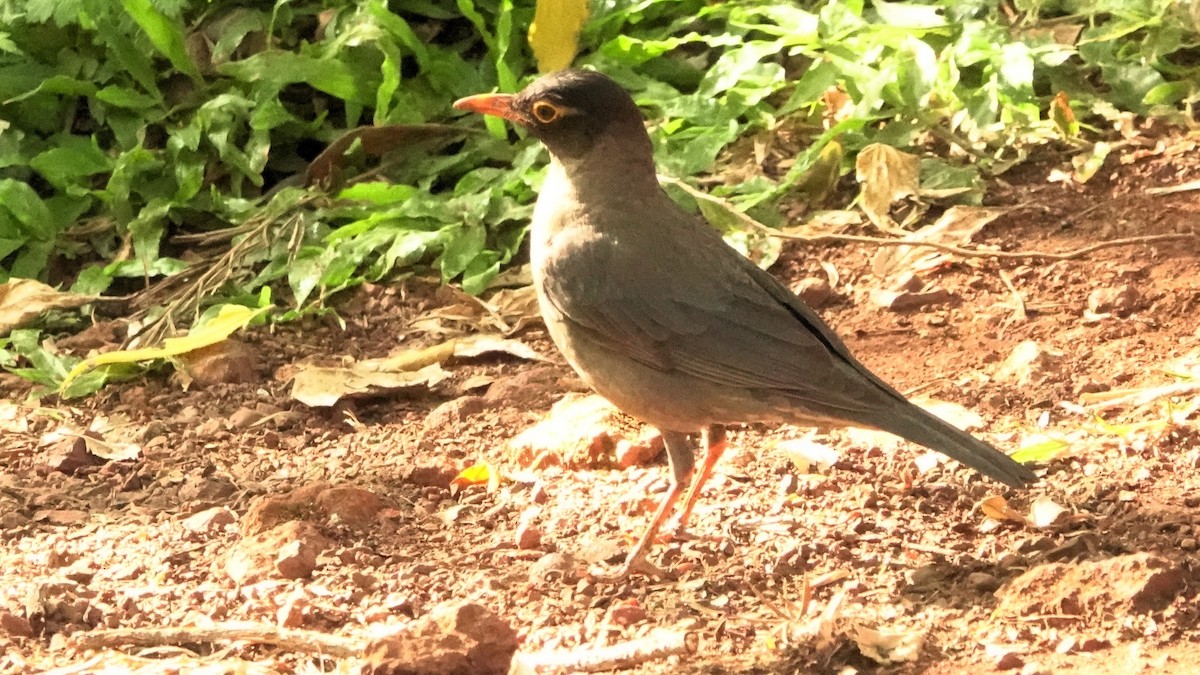 Indian Blackbird - ML620103647